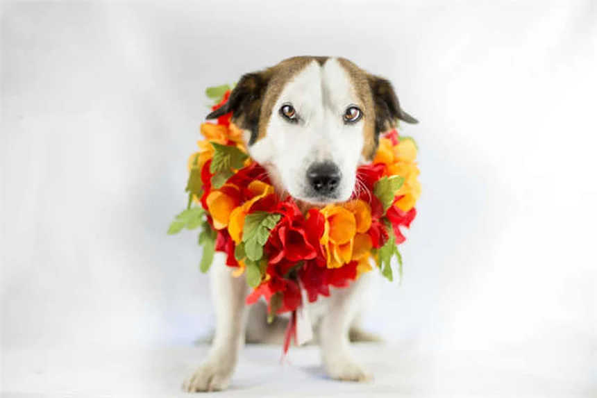 犬の季節性アレルギー対策5選｜症状から治療法まで徹底解説