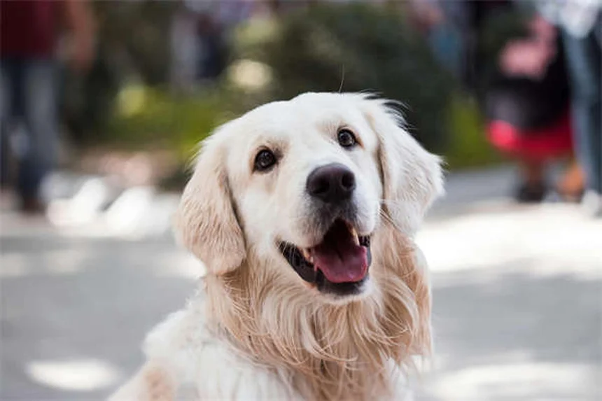 モリーミラーブレニーの飼育法｜初心者におすすめの理由5選