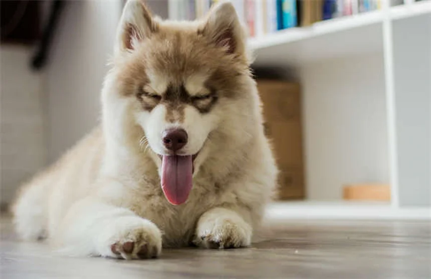 モリーミラーブレニーの飼育法｜初心者におすすめの理由5選