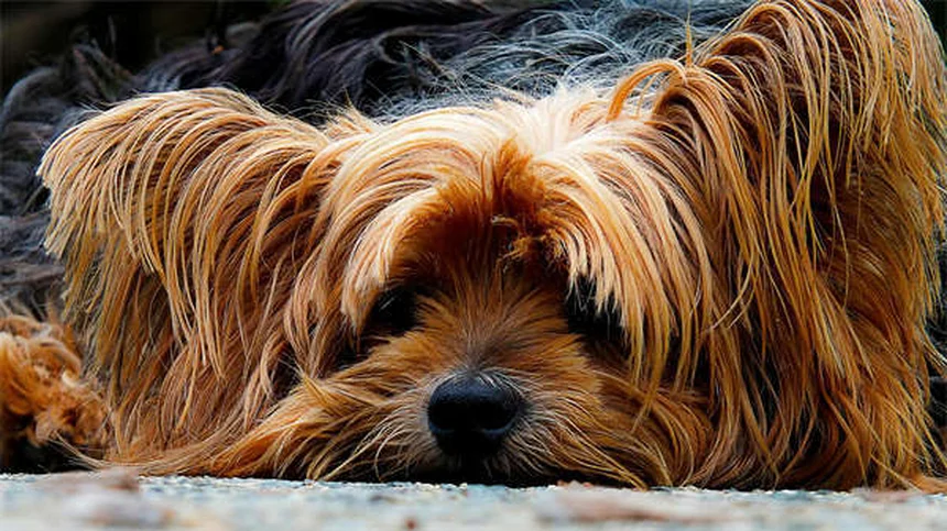 猫や犬に薬を飲ませる7つの簡単テクニック【獣医師推奨】