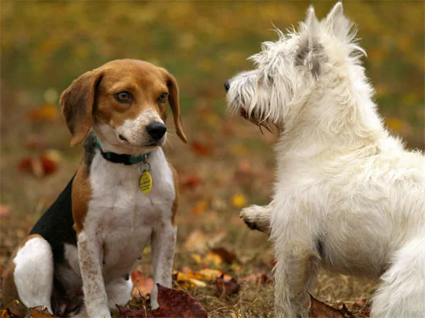 猫や犬に薬を飲ませる7つの簡単テクニック【獣医師推奨】