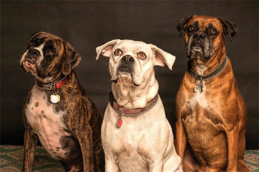 犬種で性格は決まらない？最新研究が明かす意外な事実