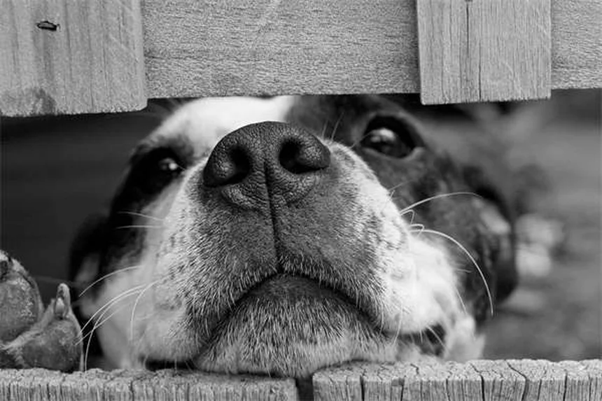 犬の逆流と嘔吐の違い｜症状から見分ける方法と対処法