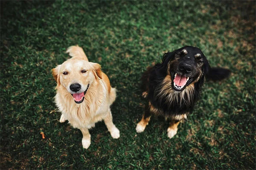 犬の逆流と嘔吐の違い｜症状から見分ける方法と対処法