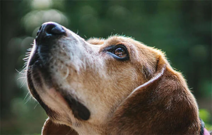 犬の逆流と嘔吐の違い｜症状から見分ける方法と対処法