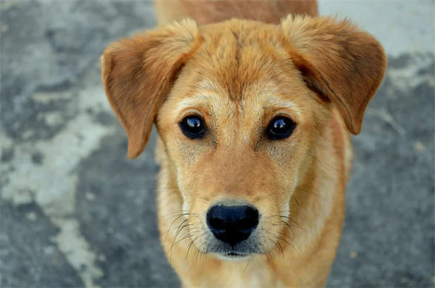 犬の心臓発作とは？症状と対処法を獣医師が解説