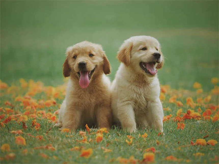 賢い犬の見分け方7選！愛犬の知能レベルをチェック