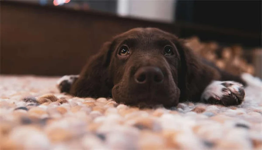 賢い犬の見分け方7選！愛犬の知能レベルをチェック
