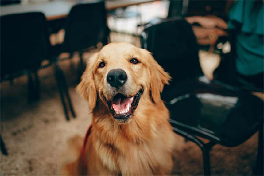 犬の肛門周囲瘻とは？症状・原因・治療法を徹底解説