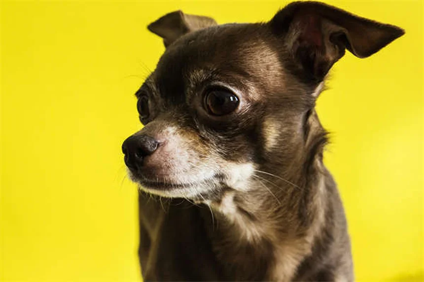 犬のお腹の赤いブツブツ！原因と対処法を獣医師が解説