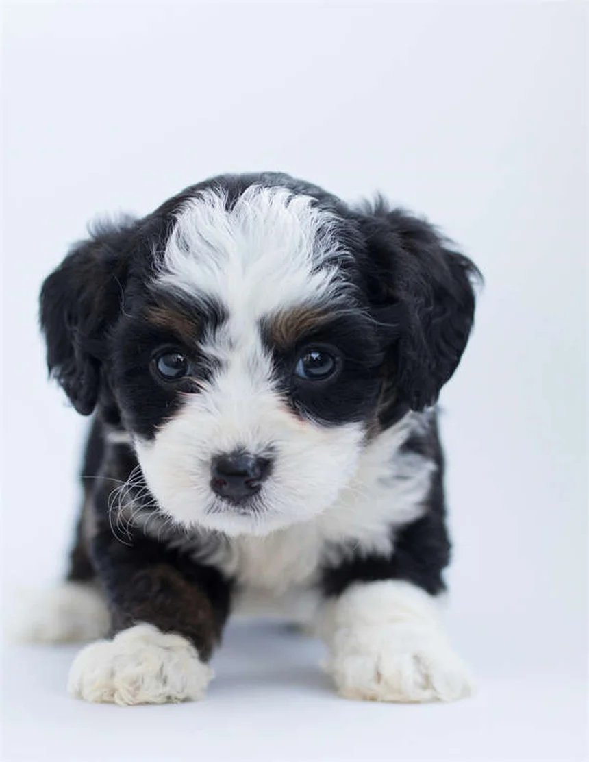 犬のお腹の赤いブツブツ！原因と対処法を獣医師が解説