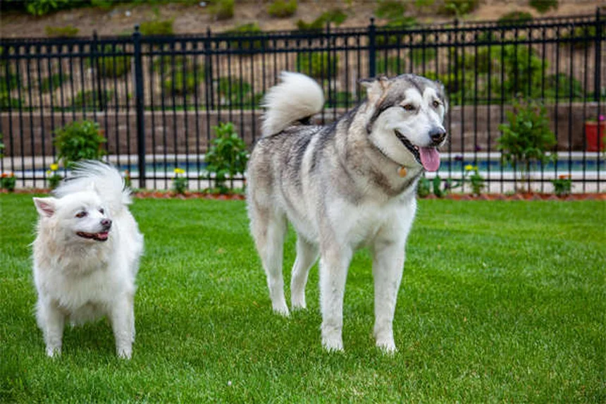 犬が同じ場所を舐め続ける原因と対処法【獣医師が解説】