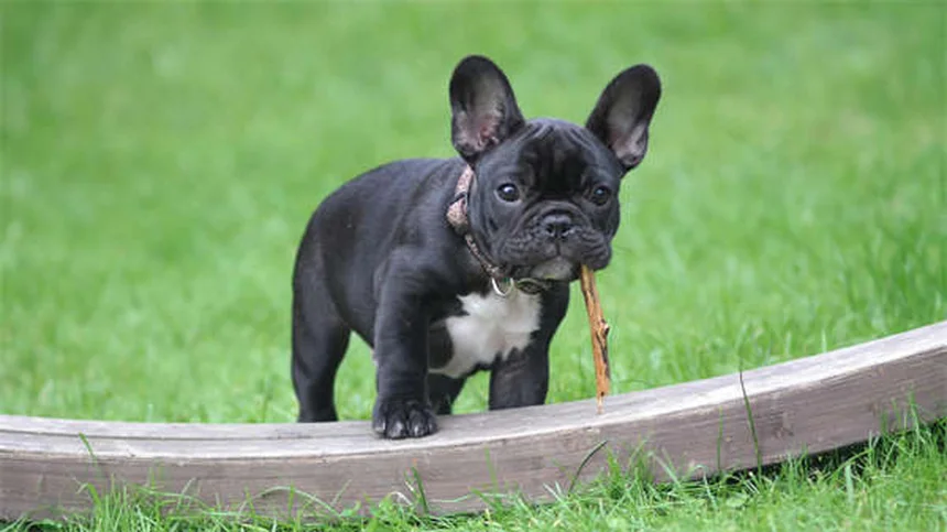 犬が蛇に噛まれた時の対処法【獣医師が教える緊急マニュアル】