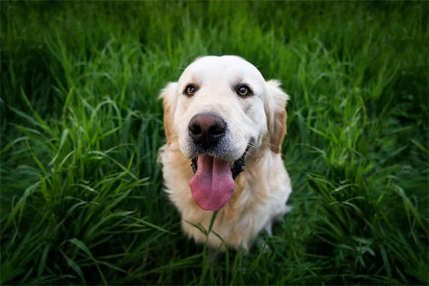 犬が蛇に噛まれた時の対処法【獣医師が教える緊急マニュアル】