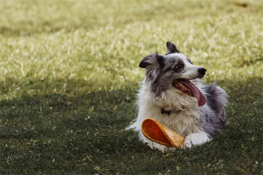 犬が蛇に噛まれた時の対処法【獣医師が教える緊急マニュアル】