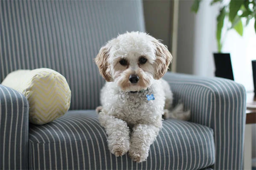 Bravecto®の効果的な使い方｜犬猫のノミ・ダニ対策完全ガイド